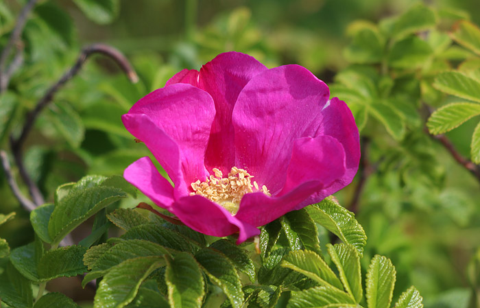 Blüte der Kartoffelrose