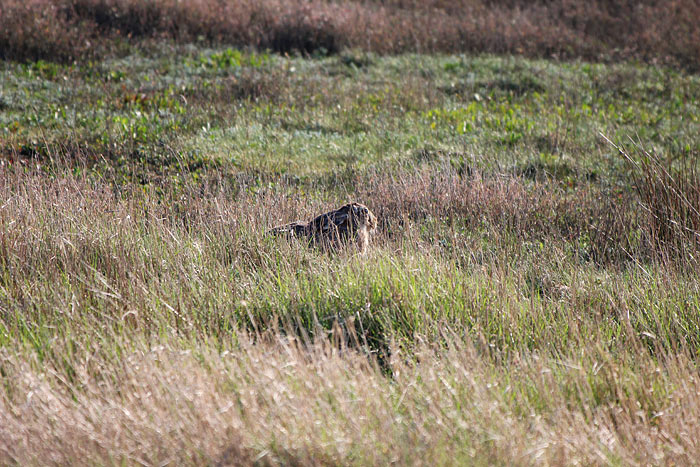 Feldhase im Gras