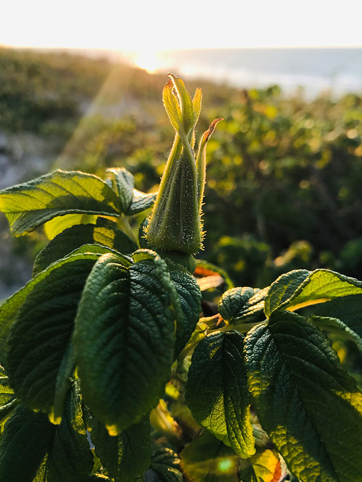 Kartoffelrose im Gegenlicht