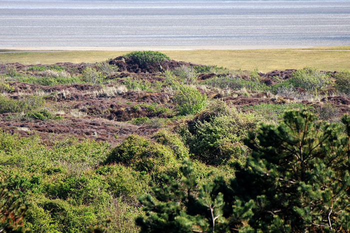 Heidedünen und Süddeich