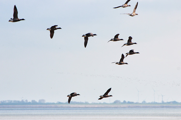 Ringelgänse im Flug