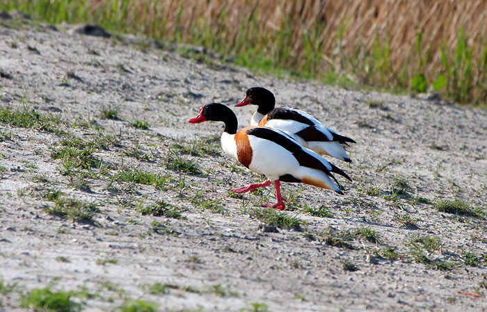 Gänsepärchen am Deich