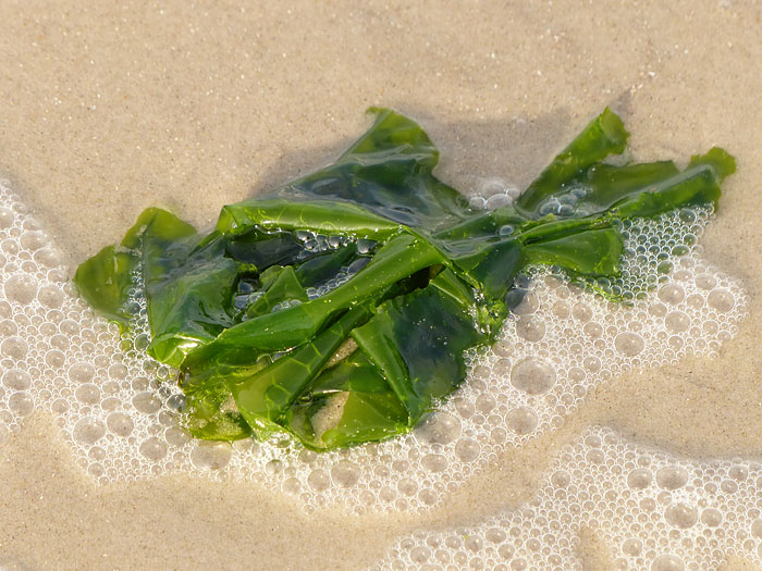 Steifer Meersalat