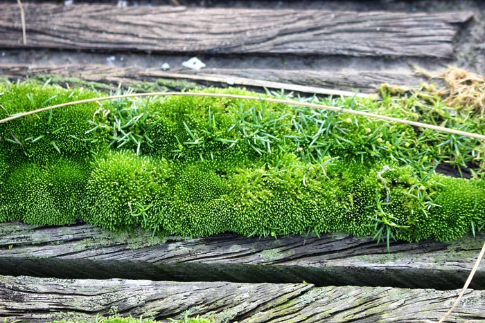 Moos auf dem Gästesteg