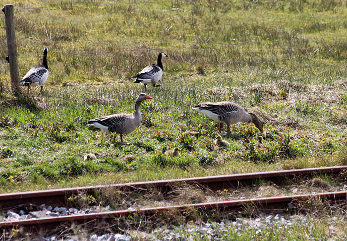 Graugänse mit Küken