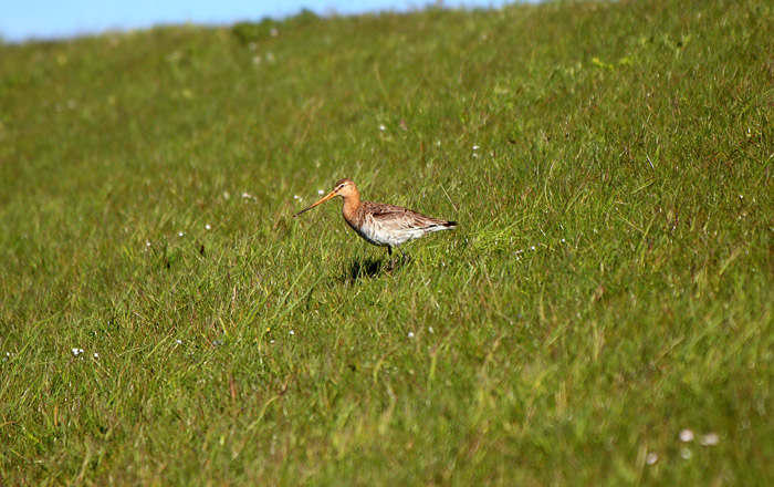 Uferschnepfe am Deich
