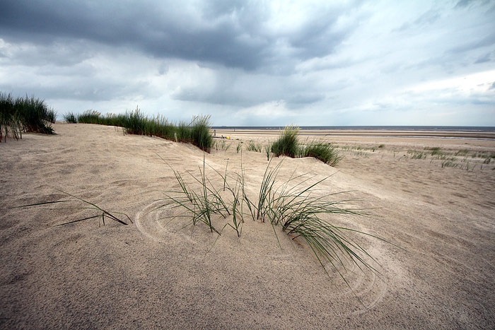 Strandhafer in den Vordünen