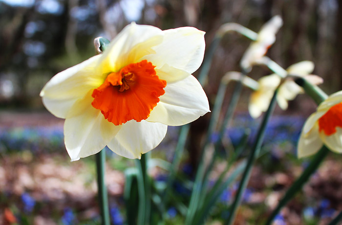 Narzissenblüte