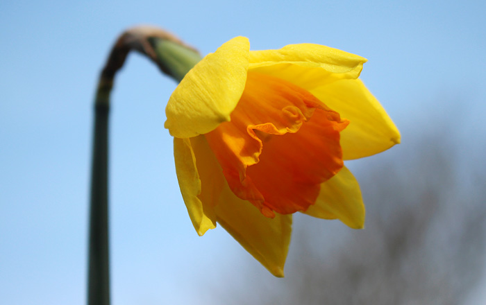 Gelb-orangefarbene Narzissenblüte