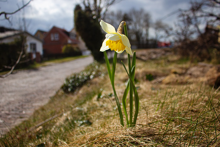 Narzisse an der Siedlerstraße