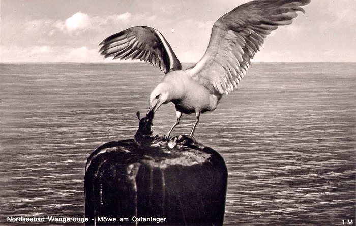 Möwe am Ostanleger