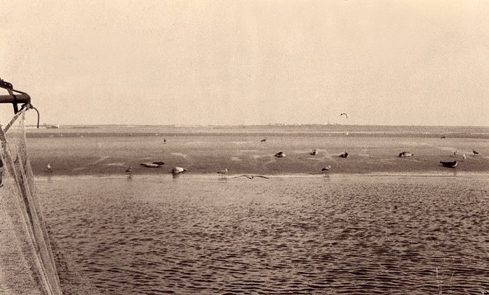 Seehundsbank