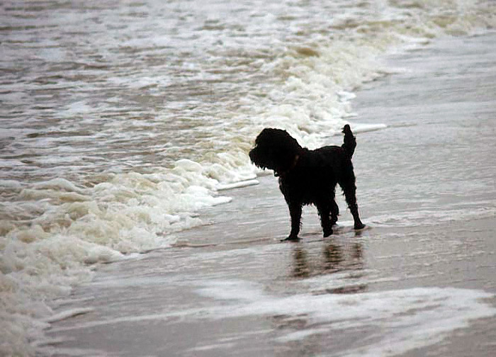 See-Hund