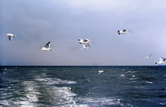 Silbermöwen
