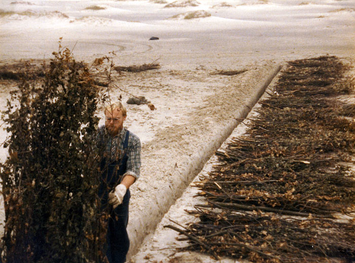 Buschsetzen an den Nordostdünen