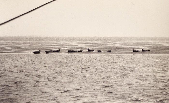 Seehundsbank