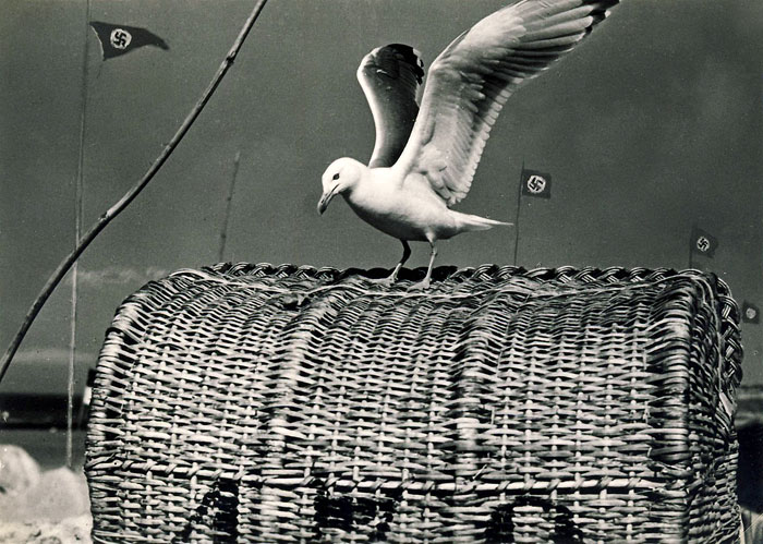 Strandkorb mit Silbermöwe