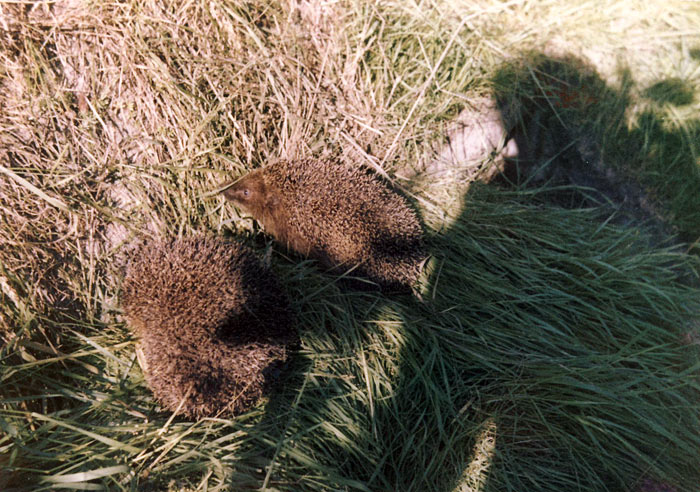 Ausgewilderte Igel